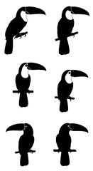 Fototapeta premium Toucan bird silhouette collection, set of 6 tropical exotic birds on branches, black and white wildlife vector icons for logo design and nature branding