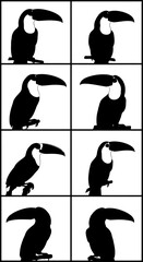 Fototapeta premium Toucan bird silhouette collection, set of 8 tropical bird icons in black and white, exotic wildlife vector graphics for logo design