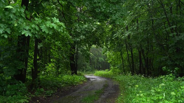 Curving Forest Road Through Rainy Woodland