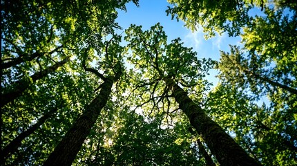 Fototapeta premium Green forest canopy sunlight sky professional lifestyle marketing and creative visual concept
