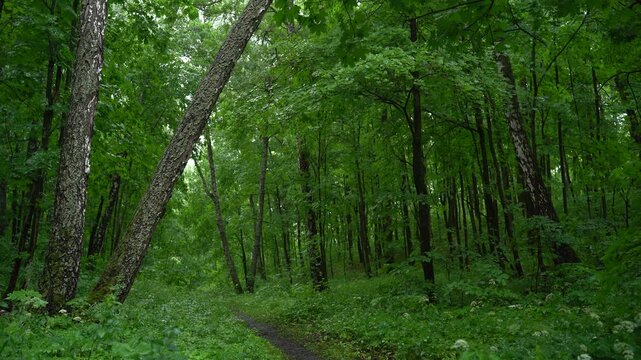 Tall Trees in Dense Green Summer Woodland