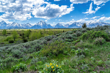 Grand Teton NP. Landscape in the spring, with snow on the mountains, in Grand Teton National Park, in the United States of America. © henk bogaard