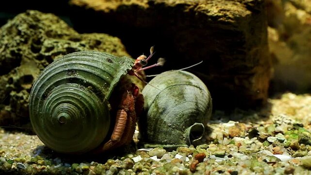 small hermit crab in a shell on the sandy bottom, close up