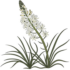 Fototapeta premium xerophyllum tenax bear grass vector design on white