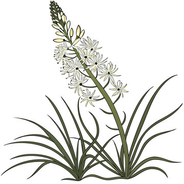 xerophyllum tenax bear grass vector design on white