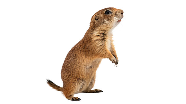 Small cute brown prairie dog rodent standing on hind legs isolated on transparent background cut out