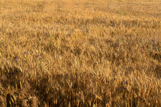 Golden wheat field with ripe grain under sunlight, dense cereal crop with wildflowers, agricultural landscape, natural harvest background, full frame rural texture.