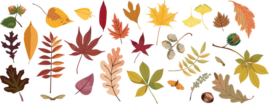 flat vector collection featuring a diverse variety of autumn foliage and forest seeds, including hazelnut, acorns, chestnuts, samaras, and leaves from oak, maple, linden, aspen, rowan, ginkgo, poplar