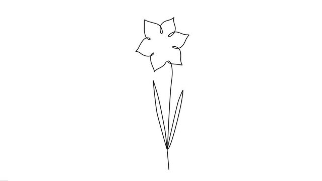 Continuous Line Art Animation of Elegant Daffodil Flower