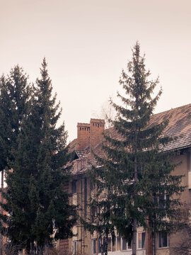 pine trees in front of a social building