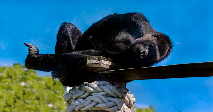 Gorilla on the boaad. Latin name - Gorilla gorilla	
