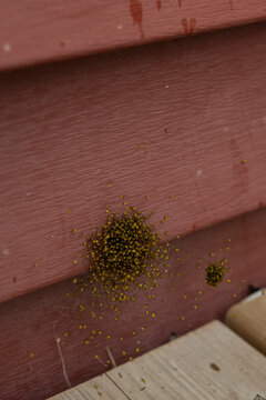 Cluster of Newly Hatched Yellow Spiderlings on Outdoor Surface