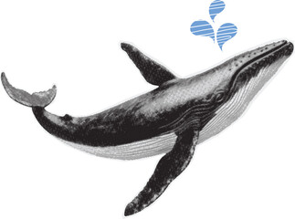 Whale Halftone Illustration with Vintage Style and Blue Water Spray © Amar