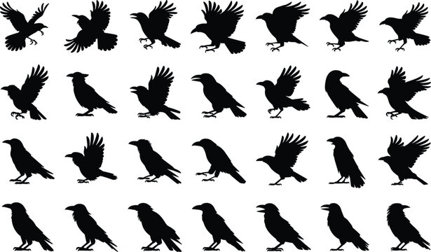 Dynamic black crow and raven bird silhouettes in various flight and perched poses