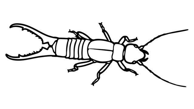 Earwig insect illustration on white background.