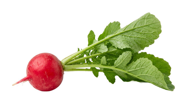 Fresh red radish with green leaves bunch of organic garden vegetable raw ingredient isolated on transparent background.