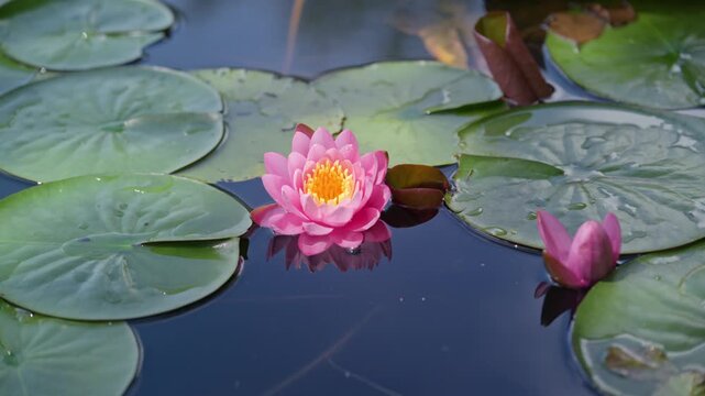 Lotus flower or water lily in the pond amongst the green leaves floating on the water