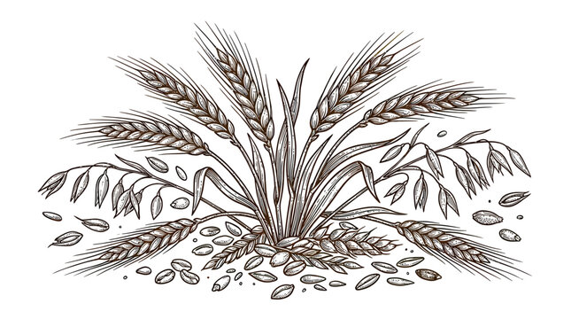 Hand-drawn illustration of wheat and oat ears with scattered grains on white background