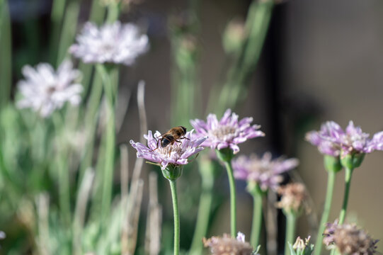 Bee Collecting Nectar from Rosalillo de Cumbre, Tenerife