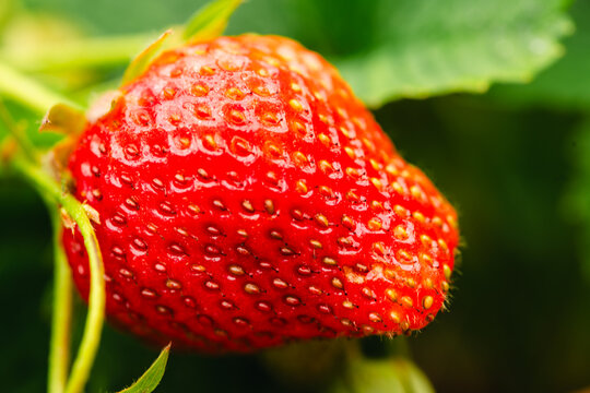 Macro close up of fresh ripe strawberry with seeds