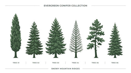 Collection of evergreen conifer tree illustrations © Ditz