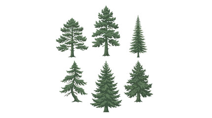 Obraz premium Collection of evergreen trees