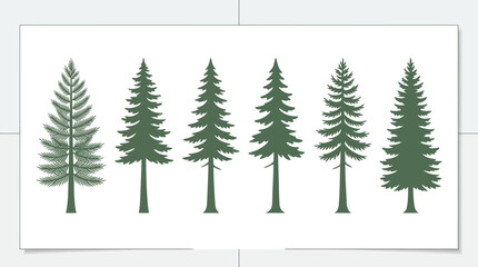Obraz premium Group of evergreen trees silhouette