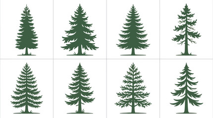 Obraz premium Evergreen tree collection