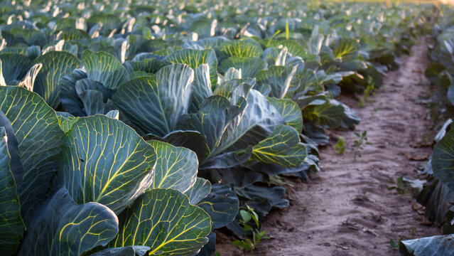 Rows of cabbage plants fill a field under the bright sun