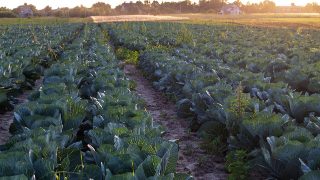 Cabbage plants grow in neat rows under the sunset sky