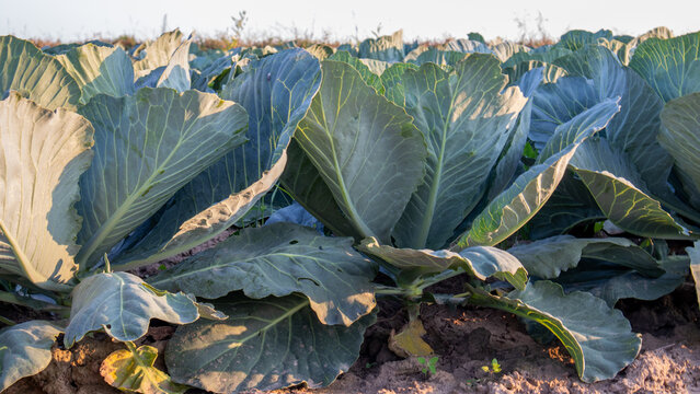 Cabbage plants fill the field under a clear sky