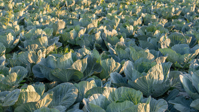 Cabbage plants grow in a large field during the day