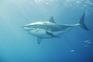 Naklejka premium Great white shark in the Pacific Ocean