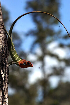 Calotes calotes (common green forest lizard) is an agamid lizard found in the forests in the Sri Lanka.