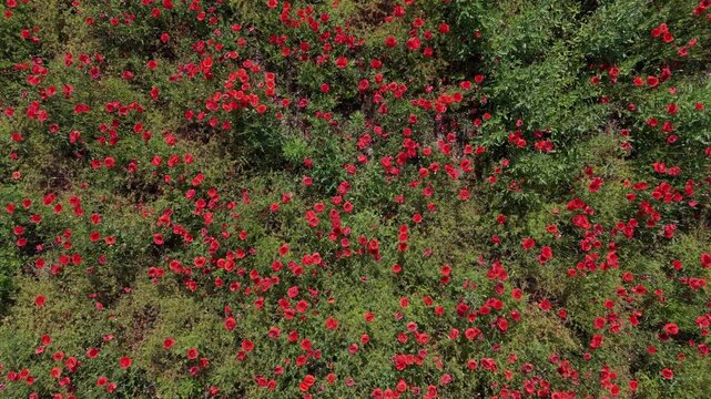 Vast field of blooming red poppies stretches to the horizon under sunny sky with insects flying between flowers in summer meadow