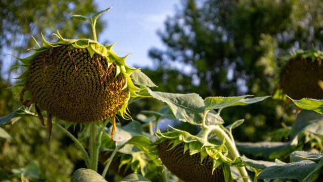 Sunflowers are growing in a field with clear skies above