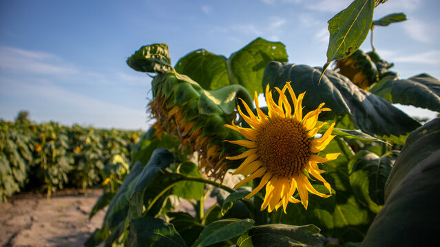Sunflowers are blooming in a field with green leaves