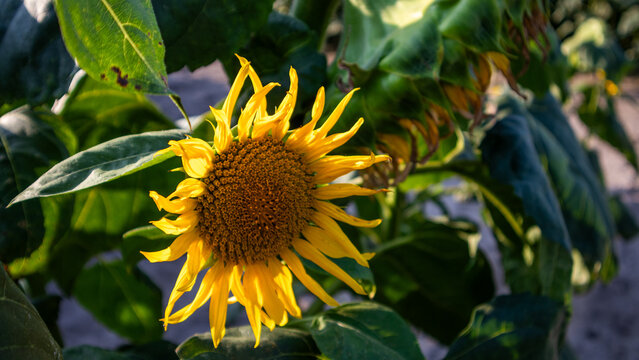 Sunflower stands tall among green leaves under sunlight