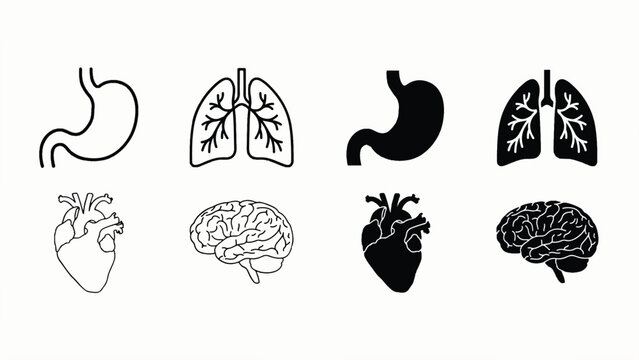 Set of human organ illustrations including brain heart lungs and stomach