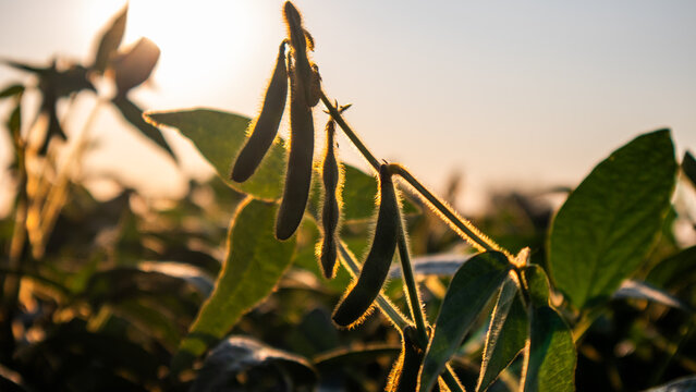 Soybeans stand tall in the evening sun