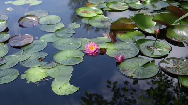 Lotus flower or water lily in the pond amongst the green leaves floating on the water