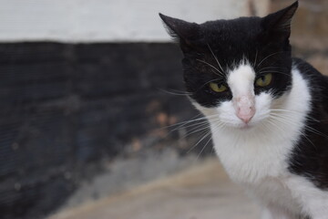 angry cat © BenS