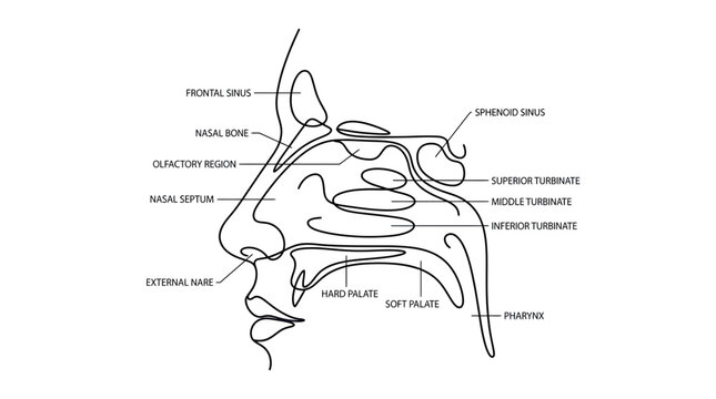 Anatomical Illustration of Human Nasal Cavity and Sinuses with Labels