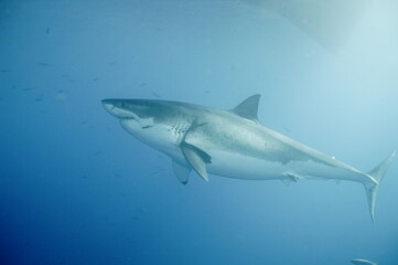 Fototapeta premium Great white shark in the Pacific Ocean