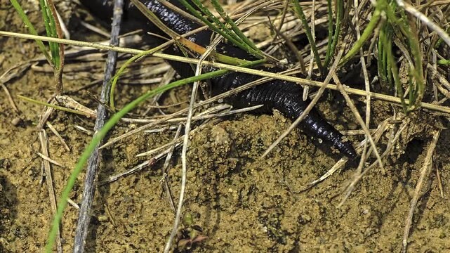 Medicinal leech traveling across moist ground between plants recorded in macro showing natural behavior and body details