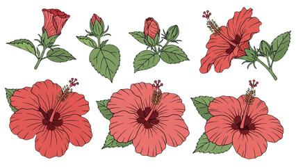 Vibrant 2D Vector Illustration of Red Hibiscus Flowers and Leaves © Stock Image Paradise
