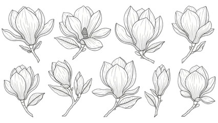 A 2D Vector Illustration of blooming magnolia flowers and buds in a botanical garden setting © Stock Image Paradise