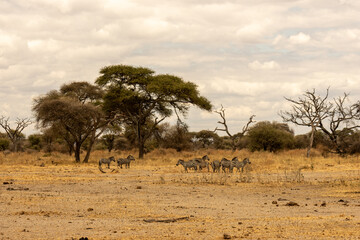 Fototapeta premium Herd of plains zebras grazing in the open savanna of Tarangire National Park Tanzania