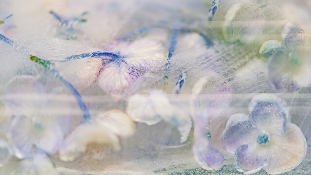 abstract background with frozen hydrangea flowers and petals in pastel purple and blue