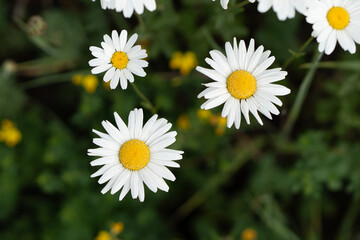 Fototapeta premium Chamomile flower heads grow on green grass background. Wild daisy plants blooming in countryside field serve as organic botanical texture for environmental backdrop or herbal tea packaging.